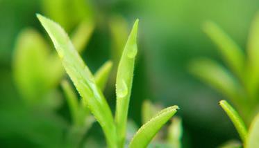 茶树种植中茶芽瘿蚊的防控技术 茶叶瘿蚊