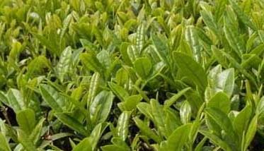茶园农药的合理使用方法 茶园需要哪些农药