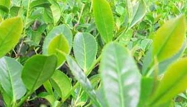 提高茶苗移栽成活率的办法 如何提高茶苗移栽成活率