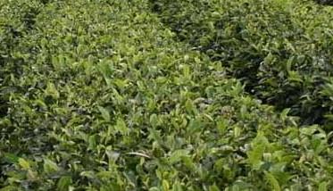 苦丁茶高产栽培技术 苦丁茶的栽培技术