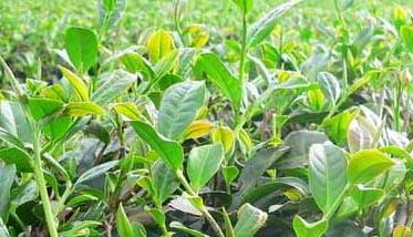 茶树栽植的茶籽直播和移栽技术 茶树栽植的茶籽直播和移栽技术一样吗