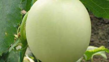 香瓜的营养价值 香瓜的营养价值及功效
