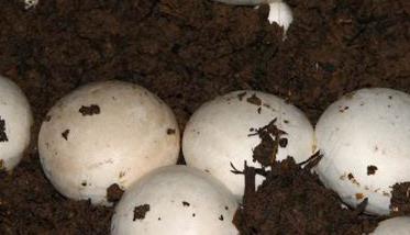 怎样培育蘑菇菌种（怎样培育蘑菇菌种呢）