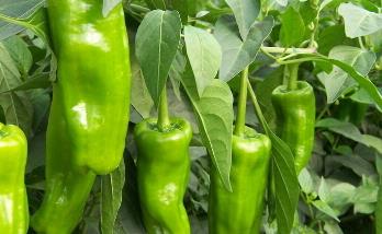 青椒的生长环境要求是什么（青椒的生长环境要求是什么呢）