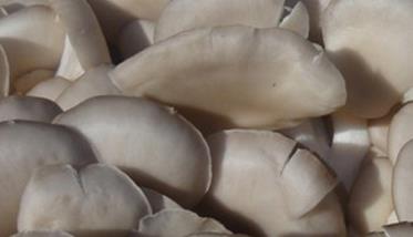 凤尾菇的功效与作用 凤尾菇的功效与作用及禁忌