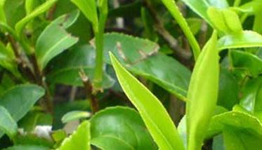 茶叶种植条件有哪些？ 茶种植需要具备的条件