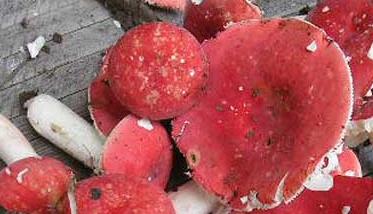 大红菇和毒红菇的区别（红菇和有毒红菇怎么区分）