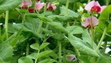 豆荚类蔬菜虫害的发生及防治 菜豆主要病虫害