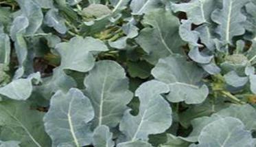 青花菜种植与栽培技术