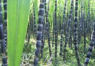 陇川甘蔗种植间套方法与技窍 陇川县甘蔗种植面积