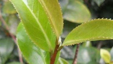 茶树神泽氏叶螨的特征与防治 茶叶螨虫的防治
