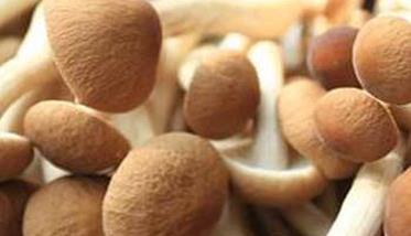 茶树菇种植方法 茶树菇种植方法50字