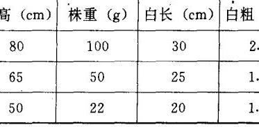 大葱育苗技术