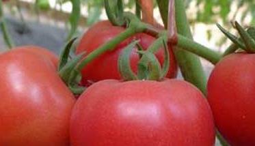 西红柿肥水管理 西红柿生长后期水肥管理