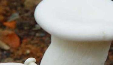白灵菇如何种植（白灵菇种植技术）