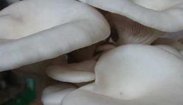 凤尾菇如何栽培 凤尾菇如何栽培视频
