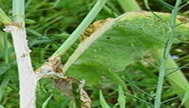 油菜菌核病症状有哪些（油菜菌核病症状有哪些表现）