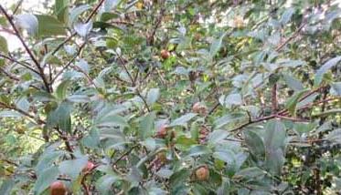 茶油树种植技术 油茶树的种植技术视频
