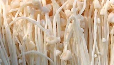 金针菇的种植－金针菇图片（咋种金针菇）
