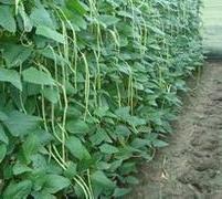 豆角种植方法