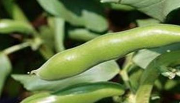 反季节蚕豆种植技术与管理方法 春季蚕豆