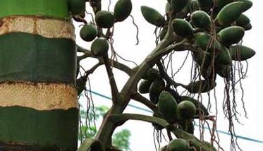 槟榔种植管理方法