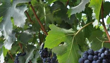 夏黑葡萄种植技术 夏黑葡萄种植技术与管理视频教程