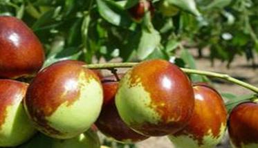 枣树高产种植技术