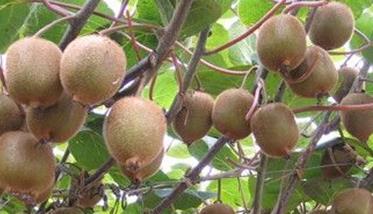 什么样的猕猴桃树的种植方法能高产 猕猴桃树种植条件