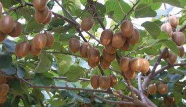 猕猴桃树的种植方法