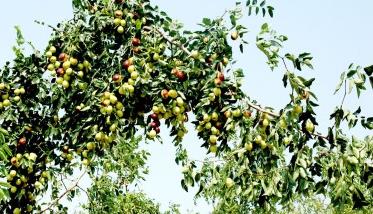 提高枣树坐果率的办法 提高红枣坐果率的几种方法