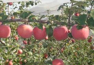 苹果夏季栽培管理重点 苹果栽培技术要点