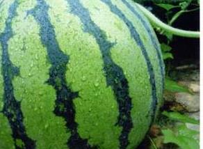 吃西瓜有什么好处－西瓜的营养价值 吃西瓜的好处与作用