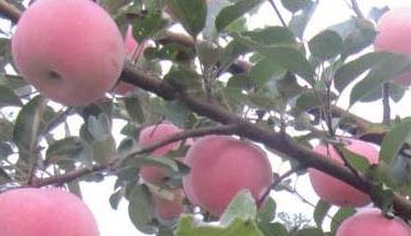红富士苹果结果树如何修剪（红富士苹果树的修剪技术）