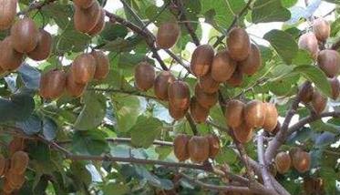 猕猴桃树的种植方法 猕猴桃树的种植方法视频