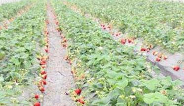 大棚草莓的种植技术要点 大棚草莓的种植方法和技术