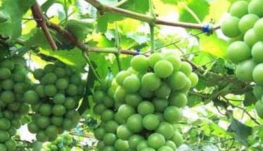 葡萄的栽培与管理技术要点 葡萄栽培与管理技术的PPT