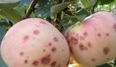 苹果苦痘病治疗方法 苹果苦痘病怎样防治用什么样的化肥