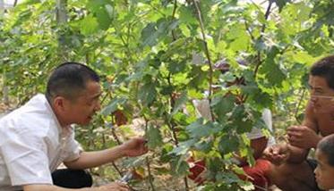 葡萄栽培管理新技术要点 葡萄树管理技术要点