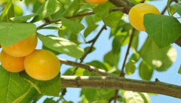 杏树流胶病怎么治 杏树流胶病能自愈吗