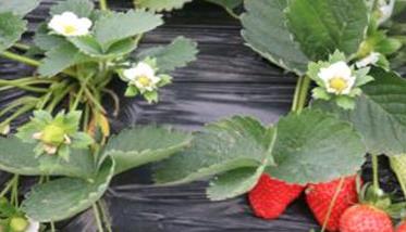 露地有机草莓栽培技术要点 露天种植草莓技术要点