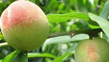 常见的三种桃树繁殖方法简介 桃树的繁殖技术
