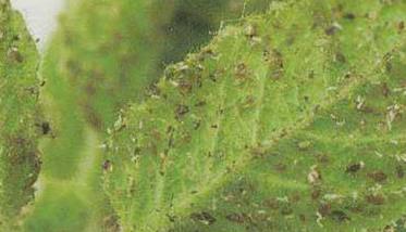 桃树蚜虫的防治方法（桃树上的蚜虫怎么治,桃树蚜虫的防治方法）