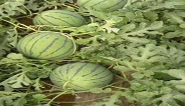 西瓜种植