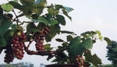 盆栽葡萄的管理技术须知 盆栽葡萄种植技术与管理