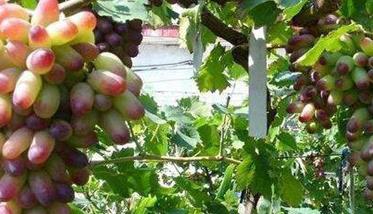 美人指葡萄栽培技术与管理方法 美人指葡萄种植与管理