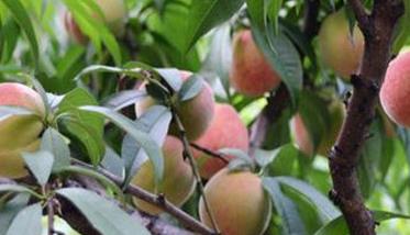 桃树对氮、磷、钾的吸收量