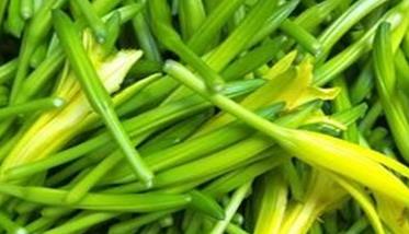 怎样栽培金针菜，金针菜种植方法 怎样栽培金针菜,金针菜种植方法图解