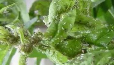 绣线菊蚜危害症状，种植苹果如何防治绣线菊蚜