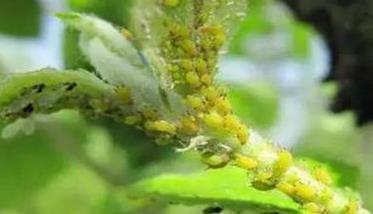 绣线菊蚜的药物防治